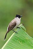 Sooty-headed Bulbul